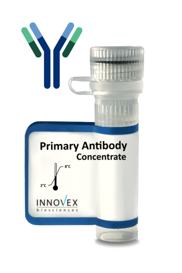 ACTH (Adrenocorticotrophic Hormone) antibody- Concentrate